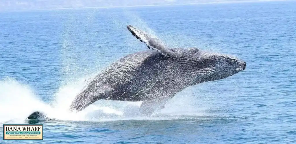 Description: This image captures a majestic humpback whale in the midst of a breathtaking breach above the ocean's surface. The whale's massive body is arced gracefully as it propels out of the water, with droplets spraying around it due to the forceful movement. The sunlight reflects off the whale's wet skin, highlighting the textures and patterns unique to its species. The ocean appears calm with light ripples, and the horizon is visible in the backdrop. The blue of the sea seamlessly blends with the sky. In the bottom left corner, there is a textual overlay that reads "DANA WHARF SPORTFISHING & WHALE WATCHING" along with a contact number.

At GreatWorkPerks.com, experience the thrill of marine life encounters and remember, we are committed to offering you the lowest prices and unbeatable discounts on tickets for amazing experiences like this!