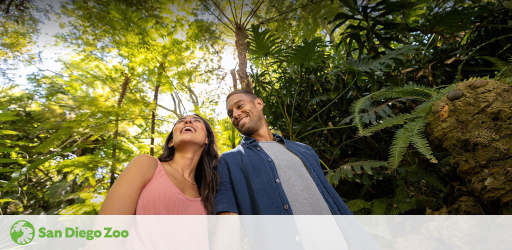 A smiling couple enjoys a sunny day amidst lush greenery at the San Diego Zoo. Bright sunlight filters through the canopy above, casting a warm, inviting ambiance. The San Diego Zoo logo is visible in the corner, suggesting an experience rich with natural beauty and wildlife encounters.