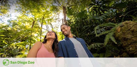 A man and woman are smiling and looking upwards, surrounded by lush greenery. The sun filters through the leaves above, highlighting their cheerful expressions. The San Diego Zoo logo is visible in the bottom left corner, suggesting an enjoyable visit to this famed wildlife park.