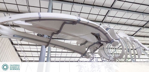 California Academy of Sciences discount tickets