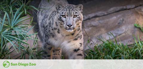 Image of a snow leopard with a gaze towards the camera, standing amidst greenery with a rocky backdrop. Caption mentions San Diego Zoo, indicating the location of the animal.