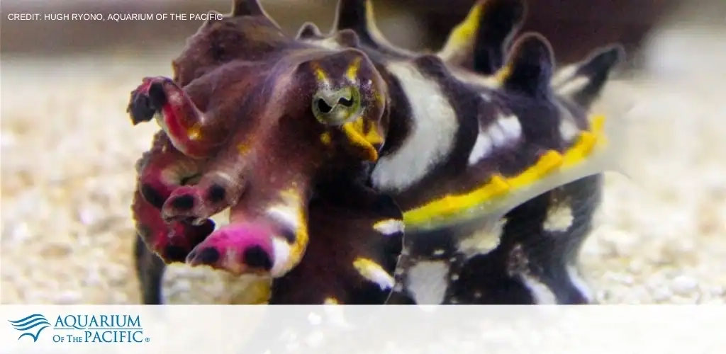Aquarium of the Pacific tickets
