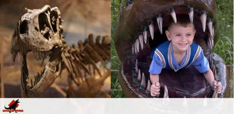 This image is split into two sections. On the left, a dinosaur skeleton is displayed, boasting a formidable array of sharp teeth and an impressive skull. On the right, a smiling young boy wearing a striped shirt is playfully posing inside what appears to be a model of a dinosaur's jaw, surrounded by its large, pointed teeth. He looks amused and excited. The background is blurred in both sections to emphasize the subjects.
