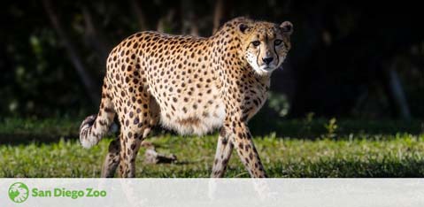 A cheetah with a sharp gaze stands alert in a grassy habitat, displaying its spotted coat and long tail. The San Diego Zoo logo is visible in the corner, indicating the location.