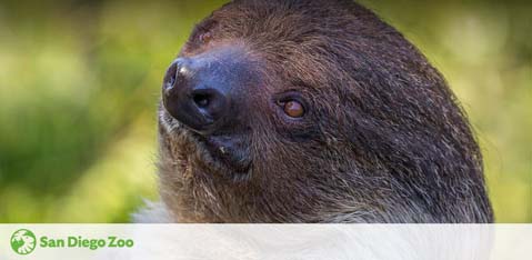 Close-up of a sloth's face against a blurred green background, with a visible logo of the San Diego Zoo at the bottom.