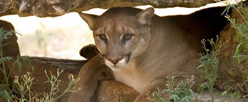 Austin Zoo Attractions