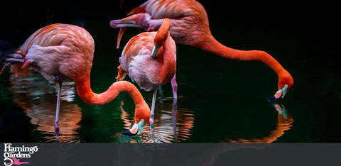 Flamingo Gardens Florida discount tickets