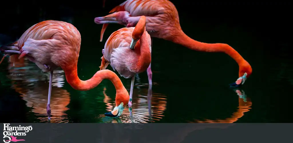 Flamingo Gardens Florida discount tickets