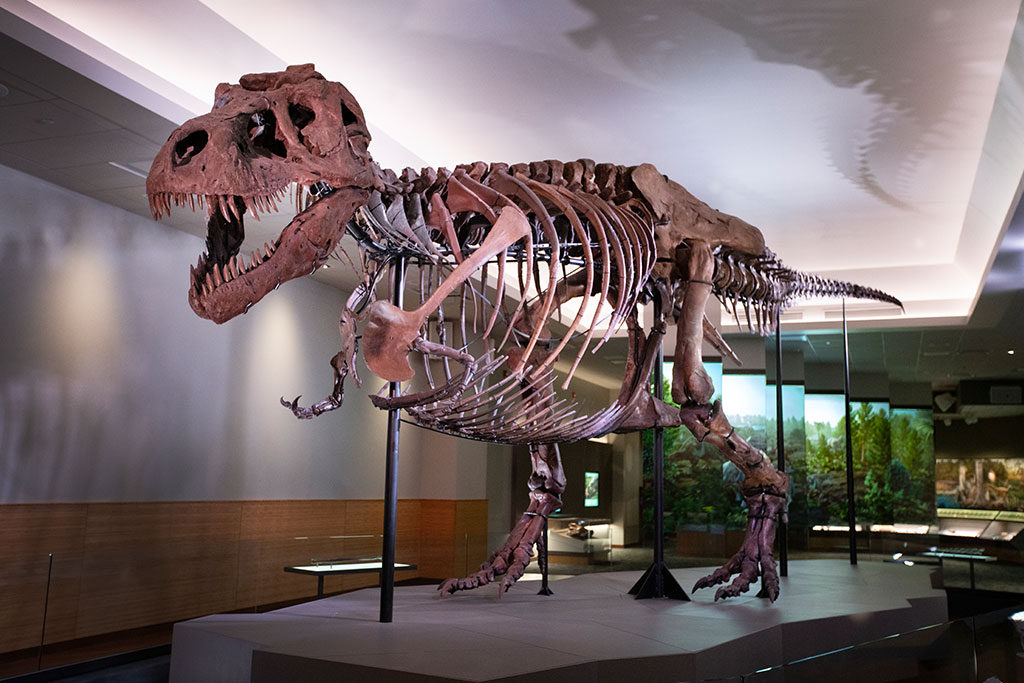 The Field Museum of Natural History