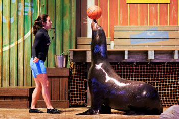 Georgia Aquarium : Sea Lion Presentation
