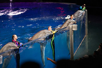 Georgia Aquarium : Virtual Reality Simulator