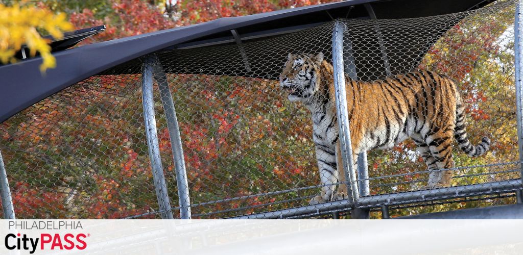 A majestic tiger stands elevated within a caged walkway, with a backdrop of autumn-hued trees. The scene features the 'Philadelphia CityPASS' logo, suggesting this moment is captured at a part of the city's attractions.