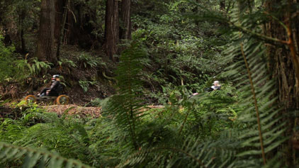 This image shows a lush, dense forest with tall redwood trees and a variety of green ferns under dappled sunlight. In the midst of this serene woodland, two people are seen riding mountain bikes on a narrow dirt trail that appears to meander through the natural landscape. The cyclists are wearing helmets for safety and are partially obscured by the abundant ferns and undergrowth, emphasizing their integration with the natural environment.

Plan your next outdoor adventure through breathtaking landscapes and remember, at FunEx.com, you'll find the best deals with amazing discounts, ensuring you get the lowest prices on tickets for a range of activities and experiences.