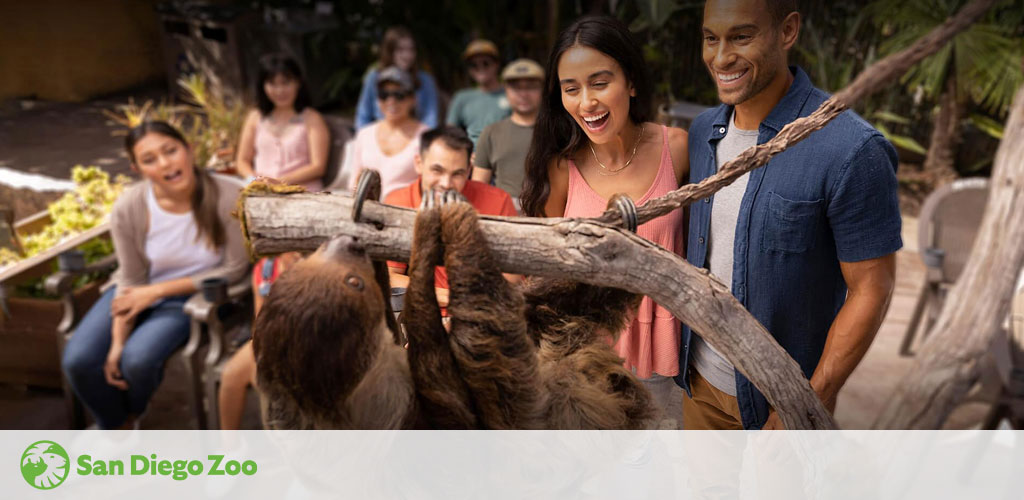 A joyful crowd observes a sloth at the San Diego Zoo. A man and woman in the forefront smile excitedly close to the sloth that hangs from a tree branch. The San Diego Zoo logo is visible in the corner.