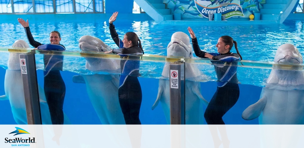 Image depicts three beluga whales interacting with SeaWorld trainers poolside. Each trainer is waving with the whales mimicking the gesture. The setting includes a blue pool and a backdrop depicting ocean life. The SeaWorld San Antonio logo is visible.