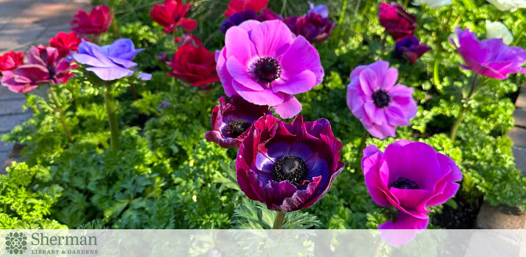 Description: This image displays a vibrant and colorful flower bed bathed in sunlight. A variety of anemone flowers in rich shades of purple, magenta, and an occasional blue stand tall amid lush green foliage. The blossoms have black or dark centers, and their petals appear delicate and velvety. The flowers are in sharp focus in the foreground, while the background shows more greenery, hinting at a well-maintained garden setting. In the bottom part of the image, overlay text indicates "Sherman Library & Gardens," suggesting that this is the location of the photograph.

At GreatWorkPerks.com, experience the bloom of savings when you secure the lowest prices on tickets to gardens and outdoor delights.
