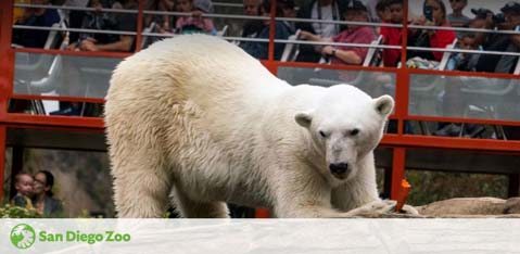 A majestic polar bear is wandering on a flat rock surface at the San Diego Zoo. In the background, a crowd of spectators is safely behind a barrier, observing the animal. A watermark indicating “San Diego Zoo” is present in the bottom left corner.