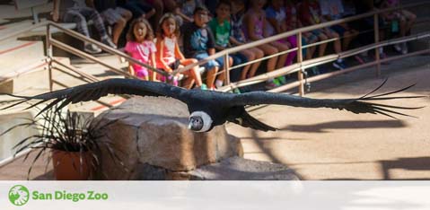 A bird with outstretched wings flies low over an amphitheater at the San Diego Zoo. In the background, a group of onlookers, including children, watch intently from tiered seating. The San Diego Zoo logo is visible in the image, indicating the location of the event.