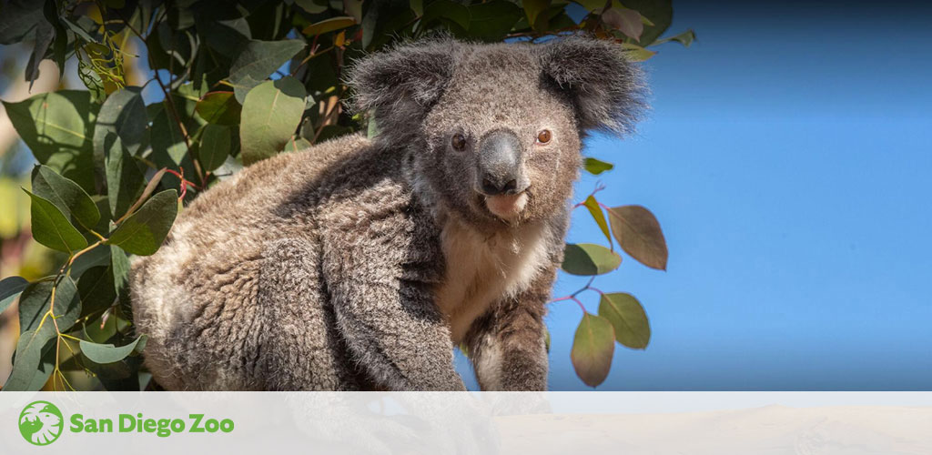 A koala perched among eucalyptus leaves under a blue sky is featured, with the San Diego Zoo logo in the corner. The koala is looking forward, displaying its thick grey fur, distinctive round ears, and prominent black nose.