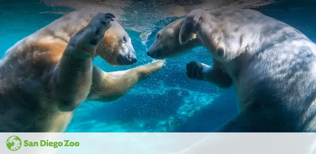 Two polar bears are playfully interacting underwater at the San Diego Zoo. Their bodies partially submerged, they appear almost weightless, with light filtering through the water above them. The zoo's logo is visible in the corner.
