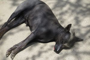 Cachorro Viringo, o cão peruano Cachorro Viringo, o cão peruano