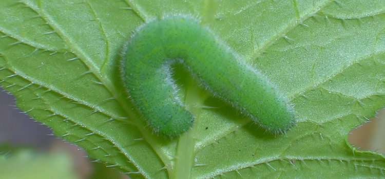 Cabbage Worm