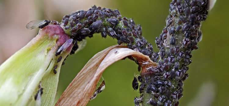 Black Bean Aphid