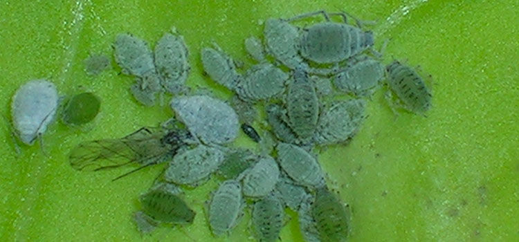 Cabbage Aphid 