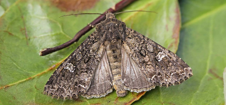 Natural Way To Get Rid Of Cabbage Moths Natural Way To Get Rid Of Cabbage Moths