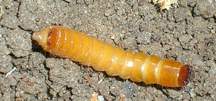 Wireworm Guide