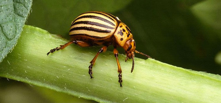 Colorado Potato Beetle