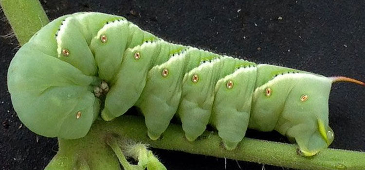 download tomato hornworm caterpillar