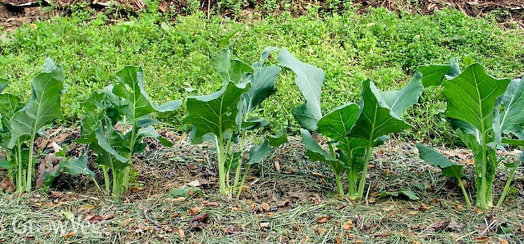 mulched kohlrabi 2x