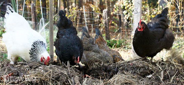 keeping chickens an australian guide pdf