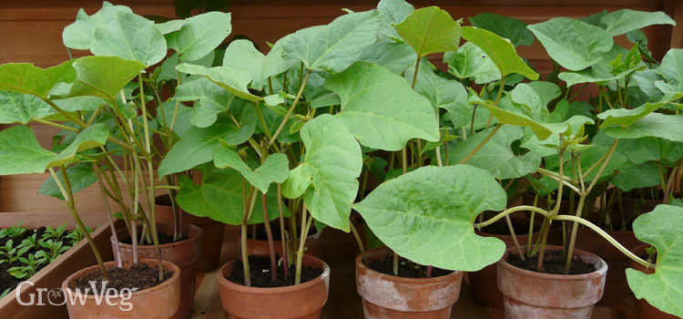 leggy green bean seedlings