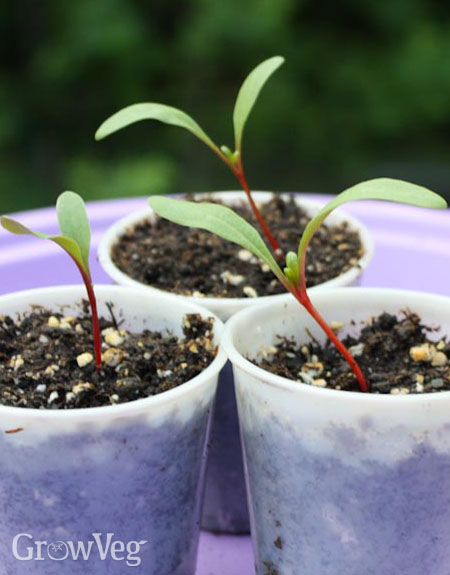 Leggy chard seedlings