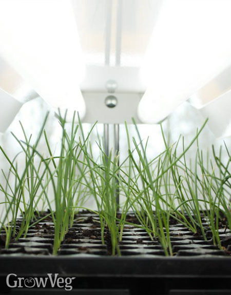 Onion seedlings under grow lights