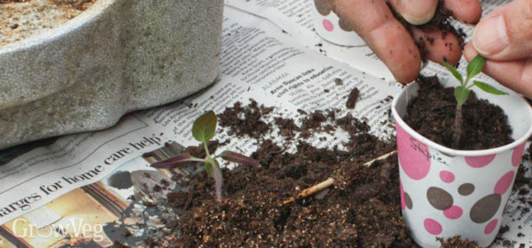 Pricking out tomato seedlings