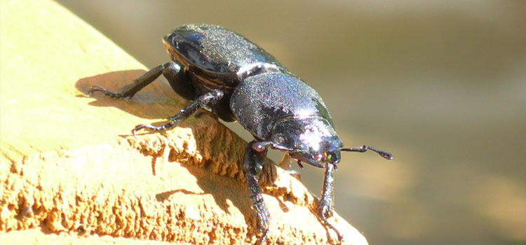 Ground Beetle