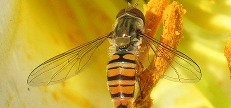 hoverfly pest identification for vegetable gardens sweat flies