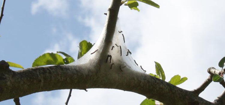 Tent Caterpillar