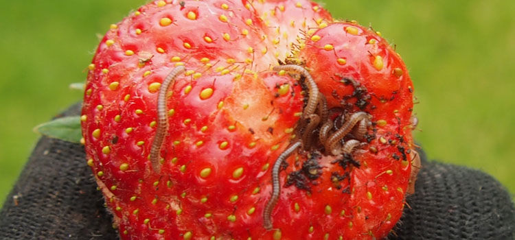 Millipede Pest Identification For Vegetable Gardens millipede-pest-identification-for-vegetable-gardens