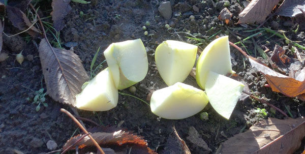 Apple pieces on ground