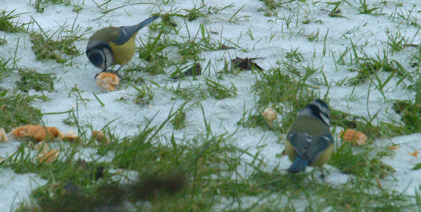 Birds eating on snow covered lawn