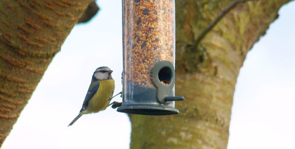 Blue tit on bird feeder