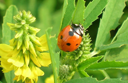 Fight pests with beneficial insects