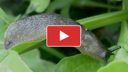 Stop Slug Damage To Your Fruit and Vegetables