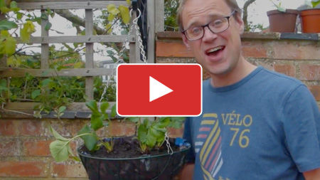 How to Grow Fruit and Vegetables in Hanging Baskets