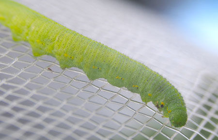 Cabbage White on Netting