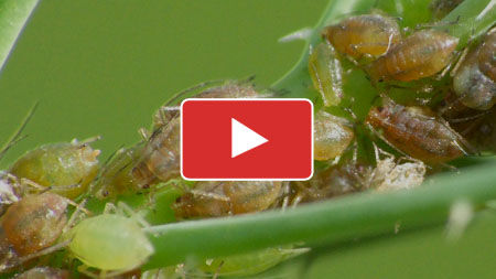 Say Adios to Aphids!